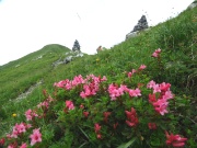 26 Rododendri al passo degli Omini